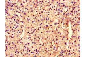Immunohistochemistry of paraffin-embedded human adrenal gland tissue using ABIN7167968 at dilution of 1:100 (ARHGEF12 Antikörper  (AA 1302-1501))