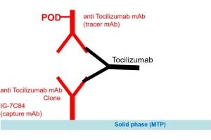 Image no. 1 for Tocilizumab specific ELISA Kit (ABIN3172724) (Tocilizumab specific ELISA Kit)
