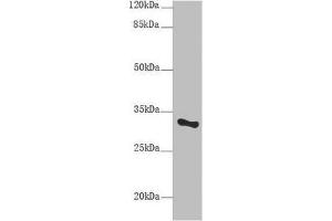 Western blot All lanes:SNRPA antibody at 9 μg/mL + Mouse liver tissue Secondary Goat polyclonal to rabbit IgG at 1/10000 dilution Predicted band size: 31 kDa Observed band size: 31 kDa (SNRPA1 Antikörper  (AA 8-278))