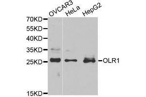 Western blot analysis of extracts of various cell lines, using OLR1 antibody. (OLR1 Antikörper  (AA 58-273))