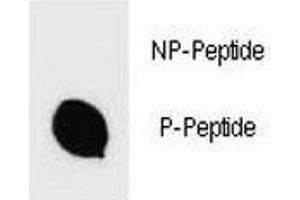 Dot blot analysis of phospho-IKK beta antibody.