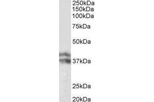 Western Blotting (WB) image for anti-Haptoglobin (HP) (Internal Region) antibody (ABIN2464980) (Haptoglobin Antikörper  (Internal Region))
