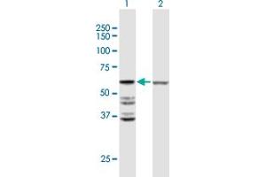 Western Blot analysis of ACOT2 expression in transfected 293T cell line by ACOT2 MaxPab polyclonal antibody. (ACOT2 Antikörper  (AA 1-483))