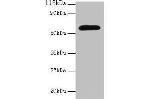 Western blot All lanes: Angpt2 antibody at 2 μg/mL + Mouse lung tissue Secondary Goat polyclonal to rabbit IgG at 1/10000 dilution Predicted band size: 57 kDa Observed band size: 57 kDa (Angiopoietin 2 Antikörper  (AA 19-483))