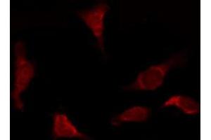 ABIN6266526 staining COS7 by IF/ICC. (Cytochrome C Antikörper)