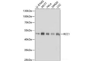 Western blot analysis of extracts of various cell lines using RCC1 Polyclonal Antibody at dilution of 1:1000. (RCC1 Antikörper)