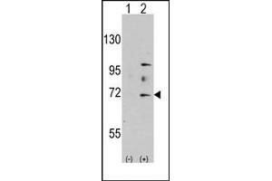 Image no. 1 for anti-MYST Histone Acetyltransferase 2 (MYST2) (N-Term) antibody (ABIN356663) (MYST2 Antikörper  (N-Term))