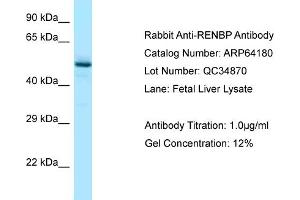Western Blotting (WB) image for anti-Renin Binding Protein (RENBP) (N-Term) antibody (ABIN2789758) (RENBP Antikörper  (N-Term))
