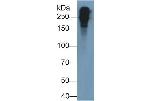 Detection of FN in Mouse Plasma using Polyclonal Antibody to Fibronectin (FN)