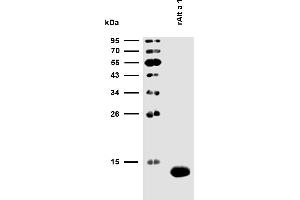 Reactivity of rAlt a 1 with sIgE antibodies in plasma of a patient with confirmed presence (routine clinical test) of specific IgE antibodies to Alternaria alternata allergen extract. (Alt a 1 (Alternaria Alternata) Protein)