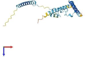 RP9 Protein (AA 1-213) (His tag)