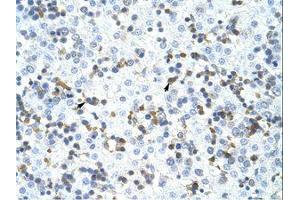 Image no. 1 for anti-Cleavage and Polyadenylation Specific Factor 3, 73kDa (CPSF3) (C-Term) antibody (ABIN202869)