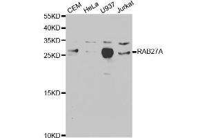 Western blot analysis of extracts of various cell lines, using RAB27A antibody (ABIN5970998) at 1/1000 dilution. (RAB27A Antikörper)