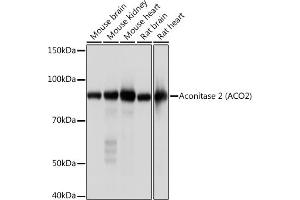 Western blot analysis of extracts of various cell lines, using Aconitase 2   Rabbit mAb (ABIN7265379) at 1:1000 dilution. (ACO2 Antikörper)