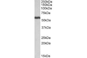 ABIN571252 (0. (ALDH5A1 Antikörper  (AA 485-496))