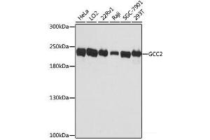 Western blot analysis of extracts of various cell lines using GCC2 Polyclonal Antibody at dilution of 1:3000. (GCC2 Antikörper)