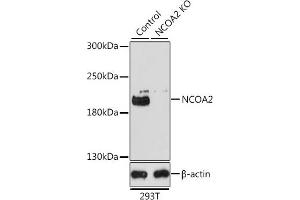 Western blot analysis of extracts from normal (control) and NCO knockout (KO) 293T cells, using NCO antibody (ABIN6129656, ABIN6144413, ABIN6144414 and ABIN7101354) at 1:1000 dilution. (NCOA2 Antikörper  (AA 550-820))