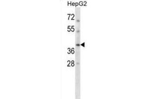 Western Blotting (WB) image for anti-DNA Repair Protein RAD51 Homolog 3 (RAD51C) antibody (ABIN2998381) (RAD51C Antikörper)