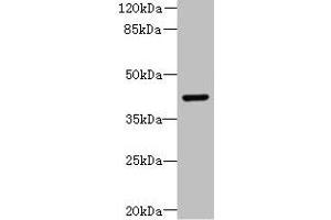 Western blot All lanes: DCX antibody at 8 μg/mL + Mouse brain tissue Secondary Goat polyclonal to rabbit IgG at 1/10000 dilution Predicted band size: 41 kDa Observed band size: 41 kDa (Doublecortin Antikörper  (AA 108-360))