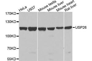 Western blot analysis of extracts of various cells, using USP26 antibody. (USP26 Antikörper)
