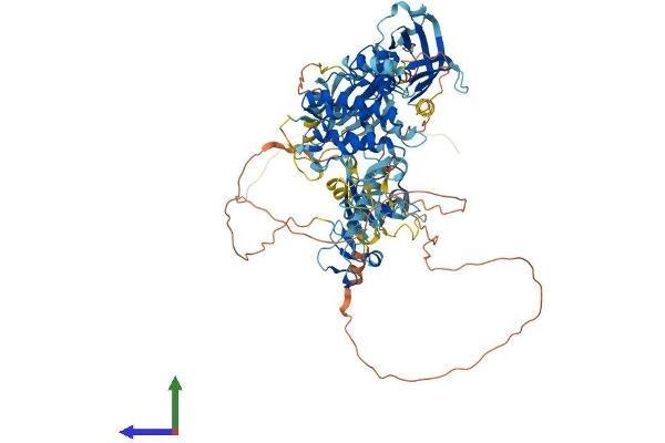 PKD2 Protein (AA 1-875) (His tag)