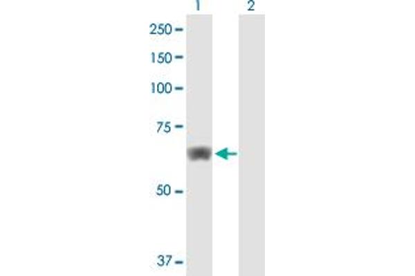 HACL1 Antikörper  (AA 1-578)