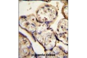 TBB1 Antibody (N-term) (ABIN655726 and ABIN2845173) immunohistochemistry analysis in formalin fixed and paraffin embedded human placenta tissue followed by peroxidase conjugation of the secondary antibody and DAB staining. (TUBB1 Antikörper  (N-Term))