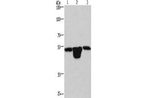 Western Blotting (WB) image for anti-Pleckstrin Homology Domain Containing, Family O Member 1 (PLEKHO1) antibody (ABIN2423167) (PLEKHO1 Antikörper)