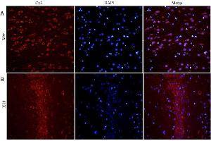Immunofluorescence (IF) image for anti-Brain-Derived Neurotrophic Factor (BDNF) (Internal Region) antibody (ABIN5539690)