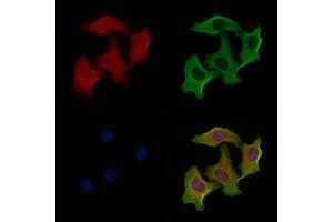 ABIN6258925 and ABIN6274995 staining Hela cells by IF/ICC. (CBLN2 Antikörper  (N-Term))