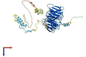 CDC20 Protein (AA 1-499) (His tag)