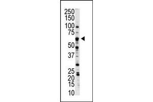 Western blot analysis of anti-NLK Pab (ABIN391786 and ABIN2841642) in  cell lysate. (Nemo-Like Kinase Antikörper  (C-Term))