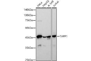 Western Blotting (WB) image for anti-Pleckstrin Homology Domain Containing, Family A (phosphoinositide Binding Specific) Member 1 (PLEKHA1) antibody (ABIN7269414)