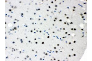 Anti- SNRPN Picoband antibody, IHC(P) IHC(P): Mouse Brain Tissue (SNRPN Antikörper  (N-Term))