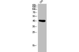 Western Blot analysis of 293 cells using PD2R Polyclonal Antibody (PTGDR Antikörper  (C-Term))