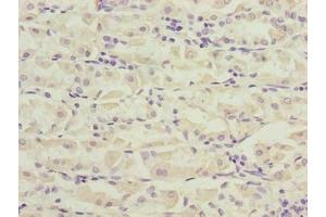Immunohistochemistry (IHC) image for anti-Paired Immunoglobin-Like Type 2 Receptor beta (PILRB) (AA 20-191) antibody (ABIN7162519)