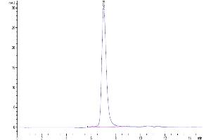 The purity of Biotinylated Human FGFR3 beta (IIIc) is greater than 95 % as determined by SEC-HPLC.