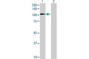 Western Blot analysis of MDM1 expression in transfected 293T cell line by MDM1 MaxPab polyclonal antibody.