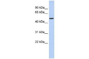 WB Suggested Anti-FAM71D Antibody Titration:  0. (FAM71D Antikörper  (Middle Region))