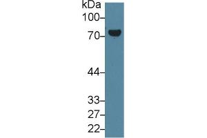 Western Blotting (WB) image for anti-Transglutaminase 2 (C Polypeptide, Protein-Glutamine-gamma-Glutamyltransferase) (TGM2) (AA 1-687) antibody (ABIN7434158)