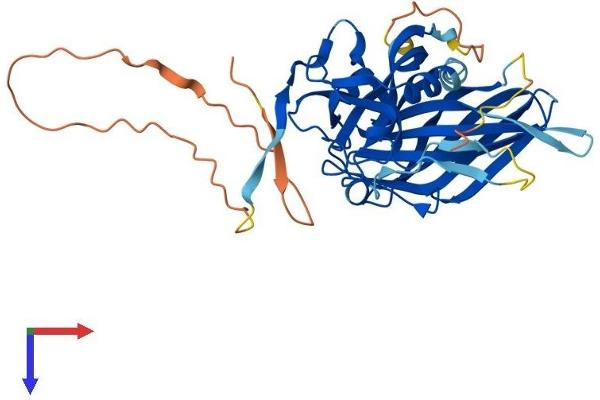 POLDIP2 Protein (AA 1-368) (His tag)