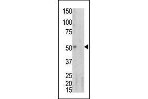 Image no. 2 for anti-Tumor Necrosis Factor Receptor Superfamily, Member 1A (TNFRSF1A) (pSer274) antibody (ABIN358242) (TNFRSF1A Antikörper  (pSer274))