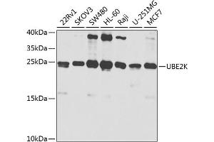 Western blot analysis of extracts of various cell lines, using UBE2K antibody (ABIN3021402, ABIN3021403, ABIN3021404 and ABIN6215017) at 1:1000 dilution. (UBE2K Antikörper  (AA 1-100))