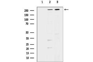 Western blot analysis of lysates from various samples, using SPTBN1 Antibody.
