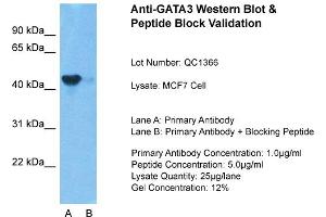 Host: Rabbit Target Name: GATA3 Sample Type: MCF7 Lane A: Primary Antibody Lane B: Primary Antibody + Blocking Peptide Primary Antibody Concentration: 1ug/ml Peptide Concentration: 5. (GATA3 Antikörper  (N-Term))