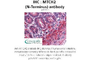 Image no. 1 for anti-Mitochondrial Carrier 2 (MTCH2) (N-Term) antibody (ABIN1737107) (MTCH2 Antikörper  (N-Term))