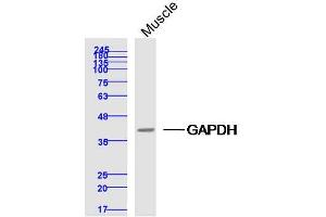 Mouse muscle lysates probed with GAPDH Polyclonal Antibody, Unconjugated  at 1:300 dilution and 4˚C overnight incubation. (GAPDH Antikörper  (AA 1-335))