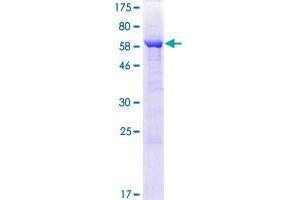 ARFIP1 Protein (AA 1-373) (GST tag)