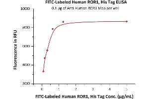 ELISA image for Receptor Tyrosine Kinase-Like Orphan Receptor 1 (ROR1) (AA 30-403) (Active) protein (His tag,FITC) (ABIN6973212)