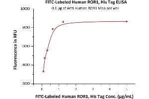 Immobilized A ROR1 Mab at 1 μg/mL (100 μL/well) can bind Fed Human ROR1, His Tag (ABIN6973212) with a linear range of 0.